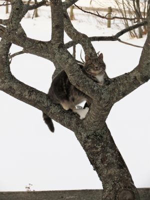 Purrfect Tree by Lisa Stronge